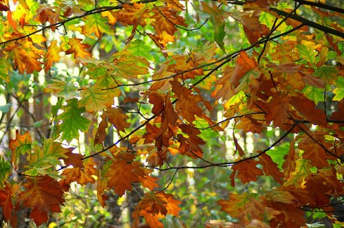 forest  in the fall  oak