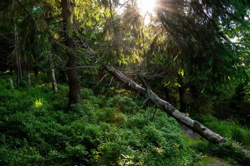 forest  sun  nature