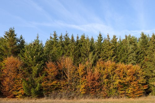 forest  trees  autumn