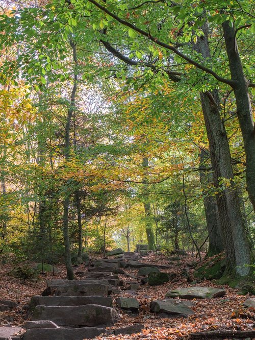 forest  trees  autumn