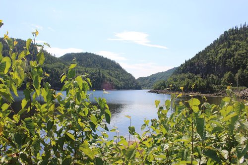 forest  river  nature