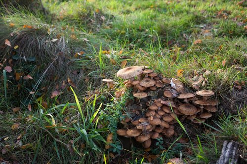 forest  nature  mushrooms