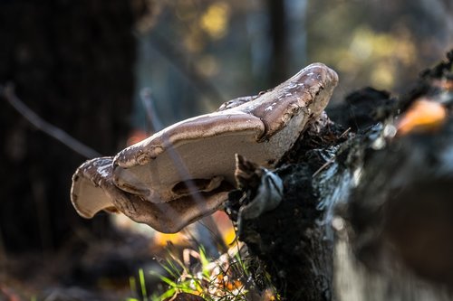 forest  mushroom  litter