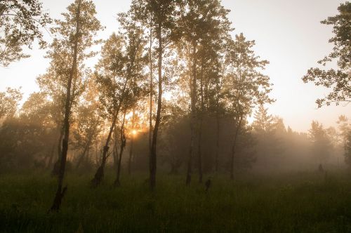 forest fog trees