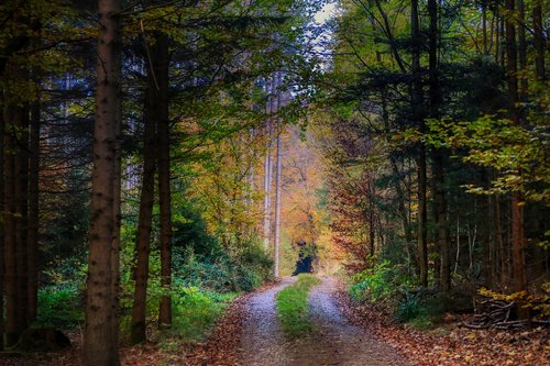 forest  autumn  nature