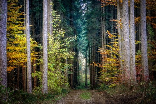 forest  autumn  nature