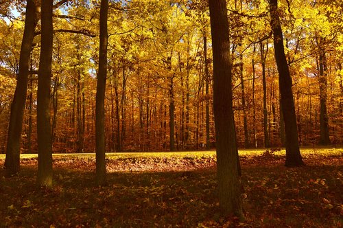 forest  landscape  nature