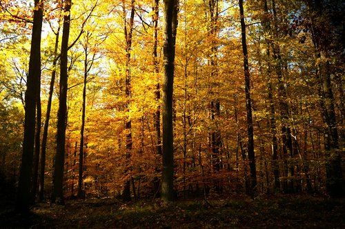 forest  deciduous forest  trees