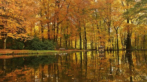 forest  pond  autumn