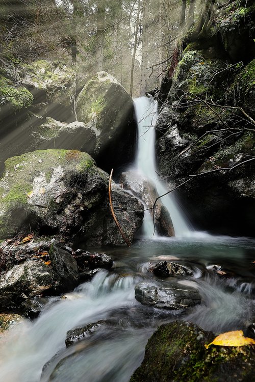 forest  water  nature