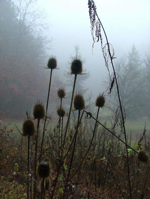 forest nature fog