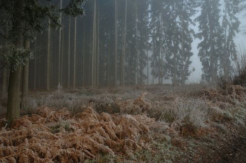 forest misty foggy