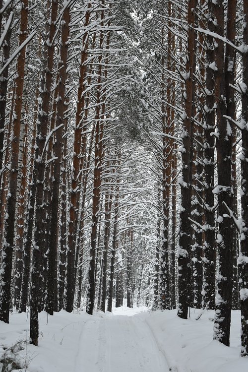 forest  winter  snow