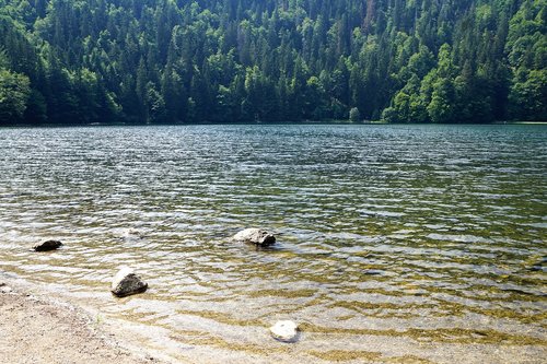 forest  feldberg  landscape