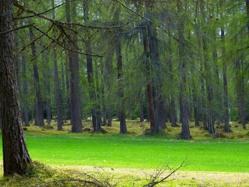 forest larch forest trees