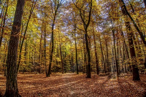 forest  trees  leaves