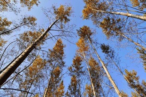 forest  trees  nature