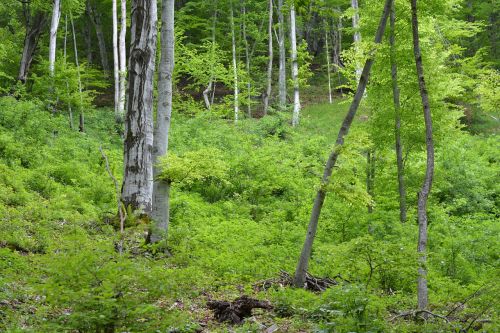 forest wood trees