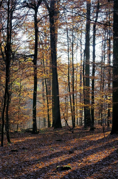 forest  autumn  nature