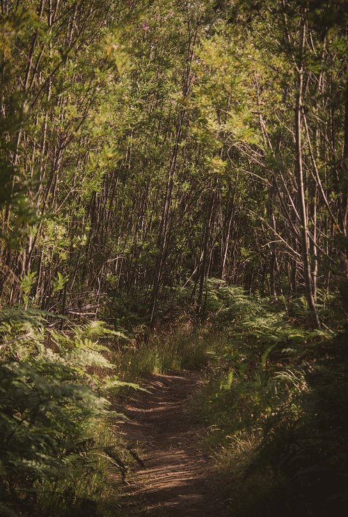 forest  walk  path