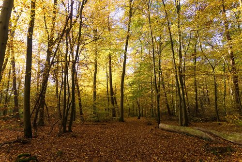 forest  autumn  sun