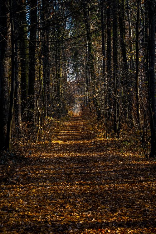 forest  autumn  tree