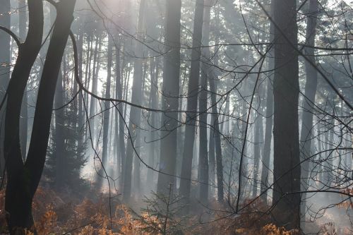 forest trees morgenstimmung