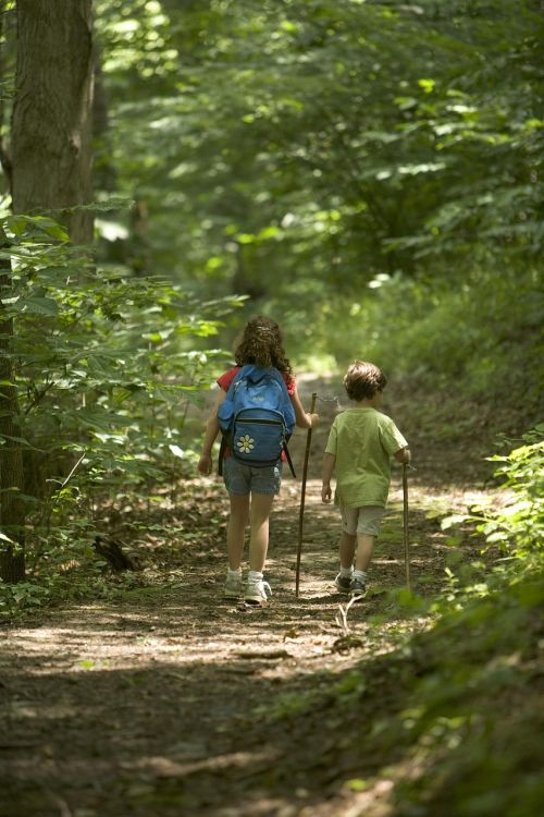 forest hiking kids