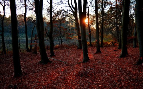 forest  autumn  autumn mood