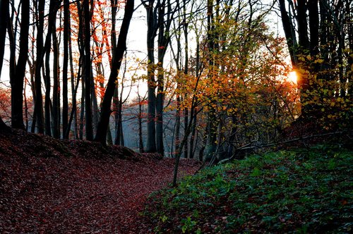 forest  autumn  autumn mood