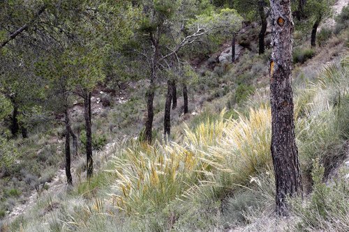 forest  trees  mountain