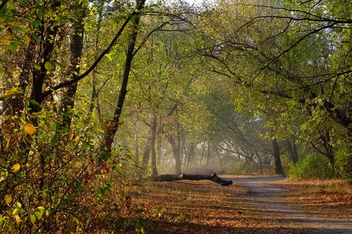 forest  morning  trail