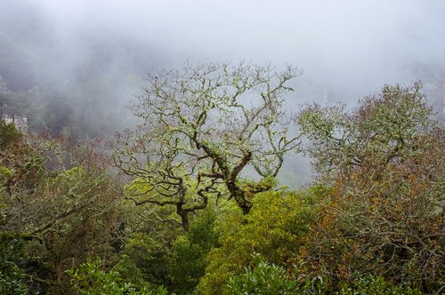 forest  fog  nature