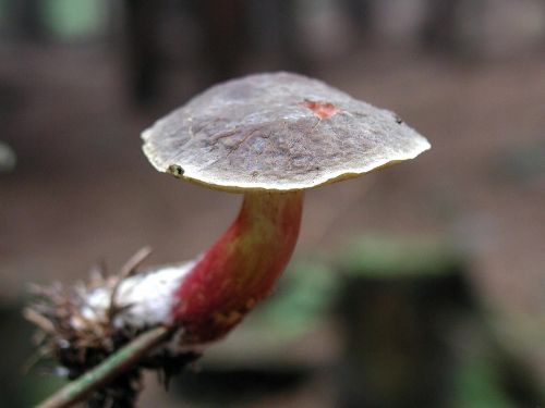 forest mushroom mushrooms