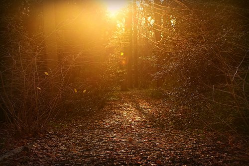 forest  park  path