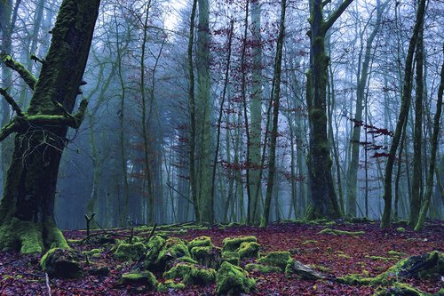 forest  nature  landscape