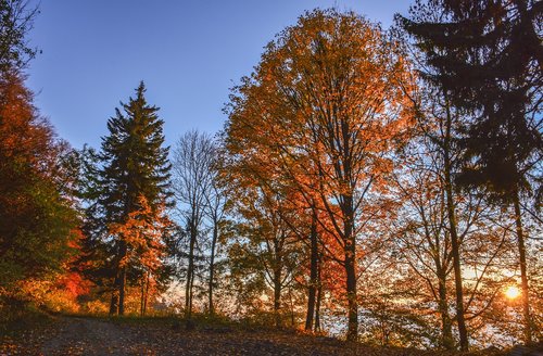 forest  color  autumn