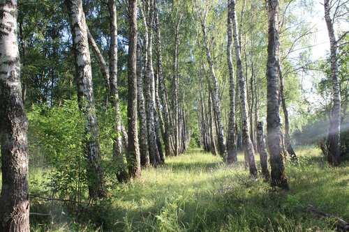 forest  summer  trees