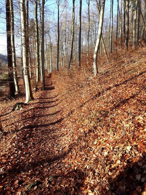 forest  away  leaves