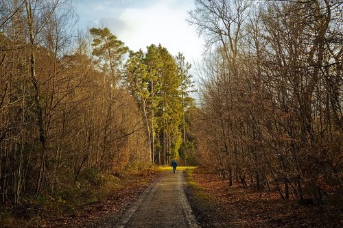 forest  away  nature