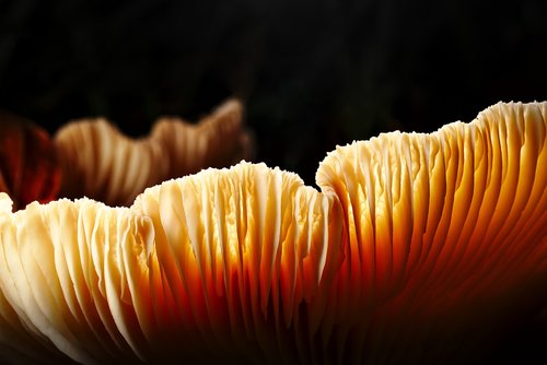 forest  mushroom  close up