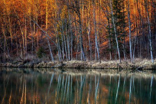 forest  winter  river