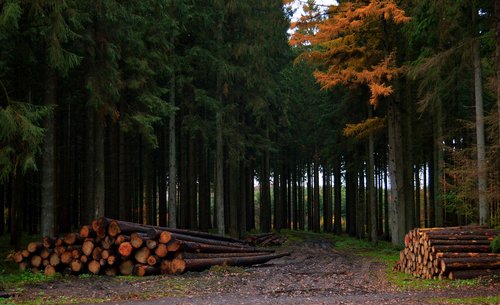 forest  tree trunks  autumn