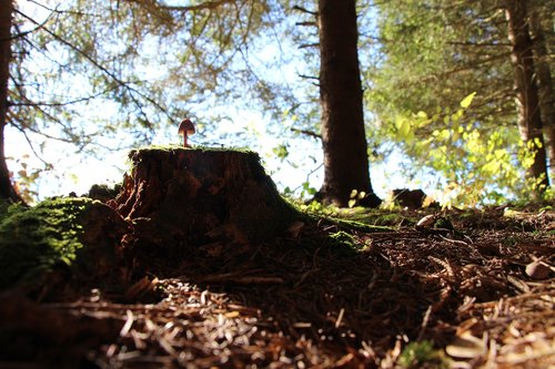 forest  mushroom  tree stump