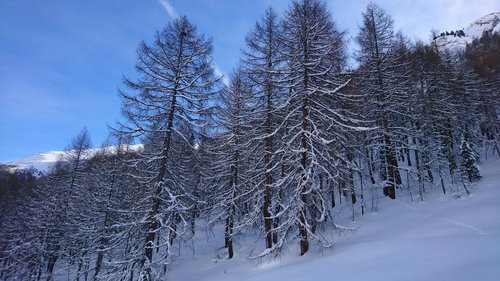 forest  winter  firs