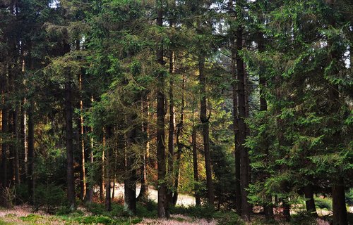 forest  sunrise  lighting