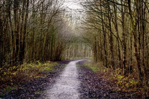 forest path road