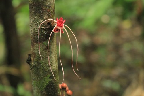 forest  flower  nature