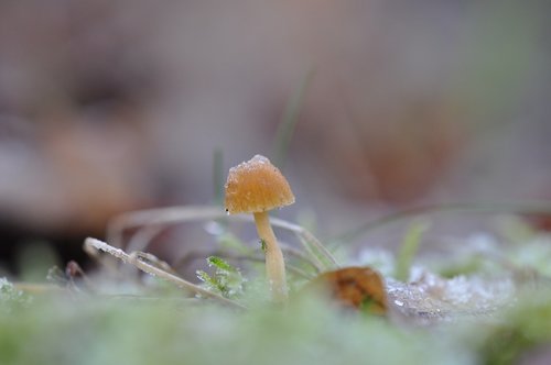 forest  hiking  mushroom