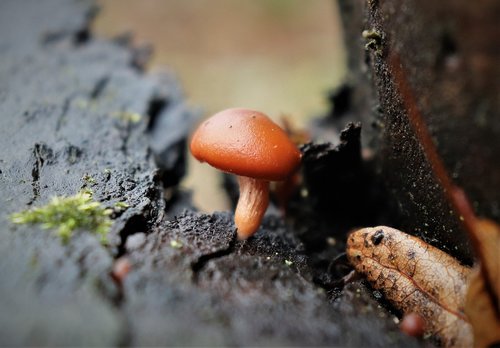 forest  fungus  nature